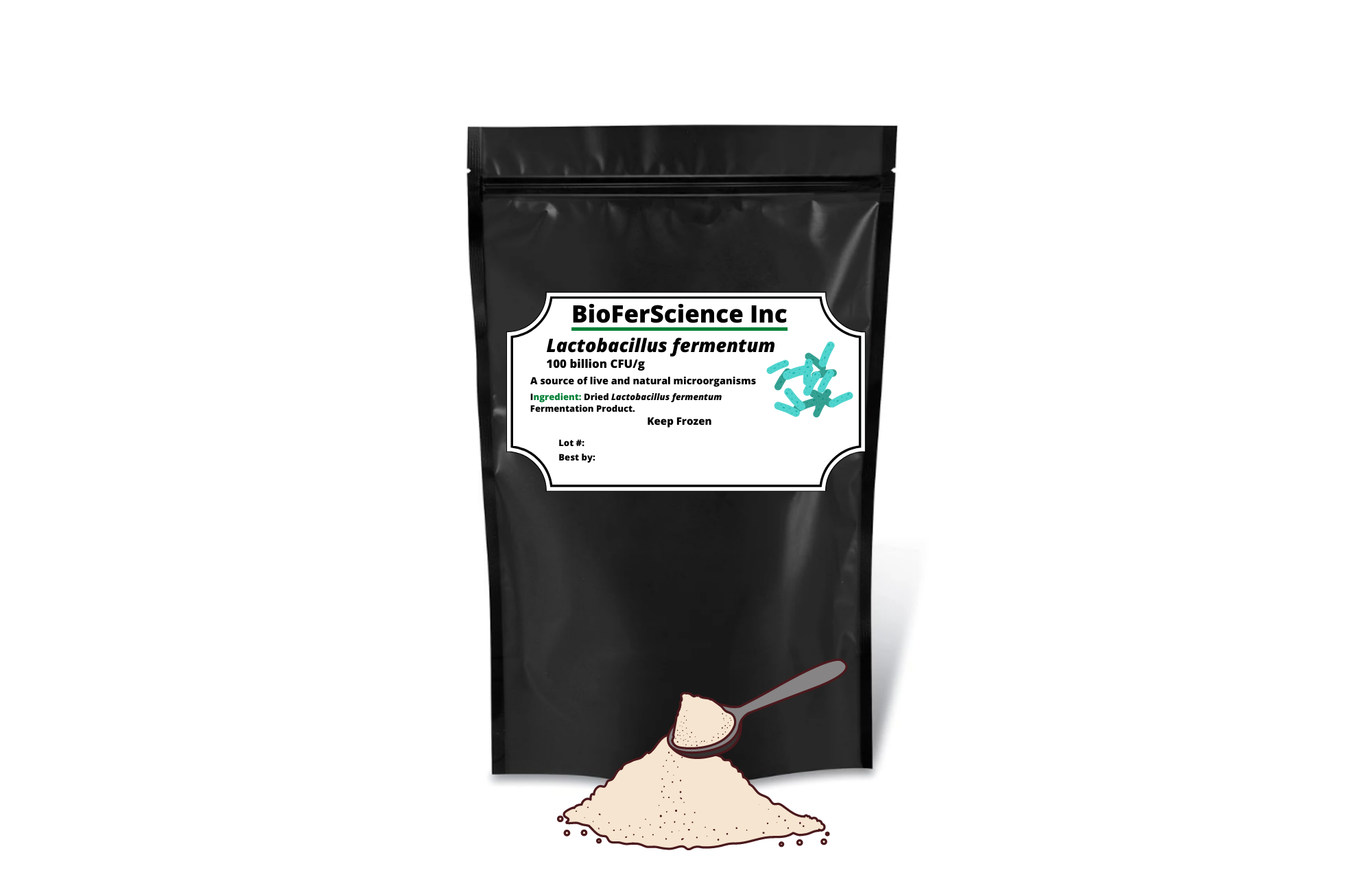 Lactobacillus fermentum